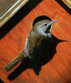 bf_birdhousewren1.jpg